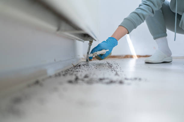 Best Termite Control Services  in Cedar City, UT